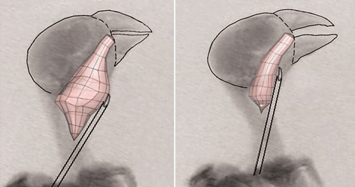 Рис. 4. Изменение объема ротоглоточно-пищеводной полости красного кардинала (Cardinalis cardinalis) во время издавания звука с низкой и высокой основной частотой