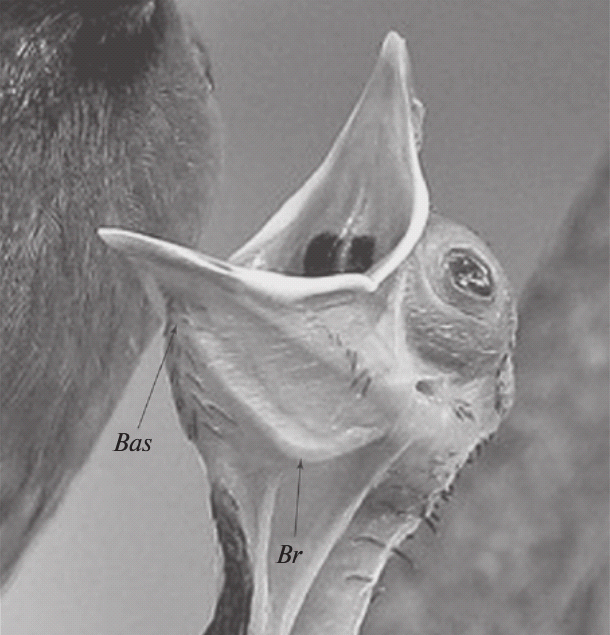 Рис. 5. Части гиоидного аппарата птенца черноголового настоящего бюль-бюля (Pycnonotus atriceps)