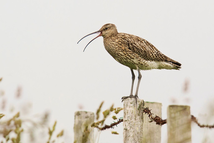 Большой кроншнеп кричит, раздувая горло