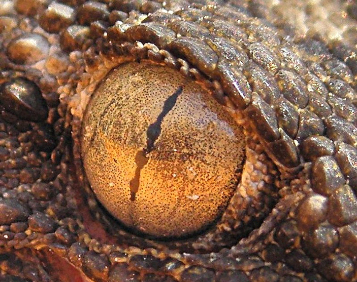 Рис. 2. Необычная форма зрачка стенного геккона (Tarentola mauritanica) — щель с несколькими расширениями. Такая форма зрачка позволяет менять освещенность сетчатки примерно на два порядка. Эта ящерица может охотиться и днем, и ночью