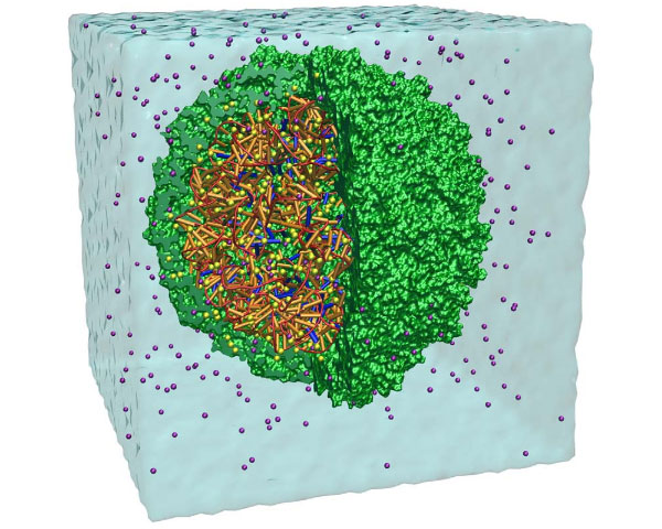 МД-моделирование вируса табачной мозаики в водном растворе
