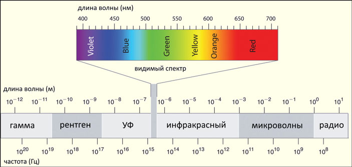 Спектр электромагнитный волн. Видимый свет занимает в нем узкую полоску длин волн от 400 до 700 нм 
