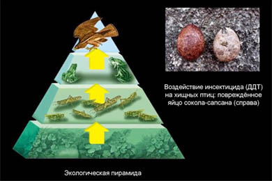 Птицы в истории