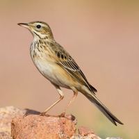 Степной конёк (Anthus richardi)
