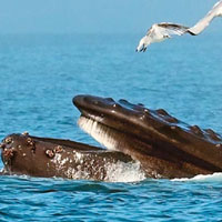 Беззубый предок усатых китов