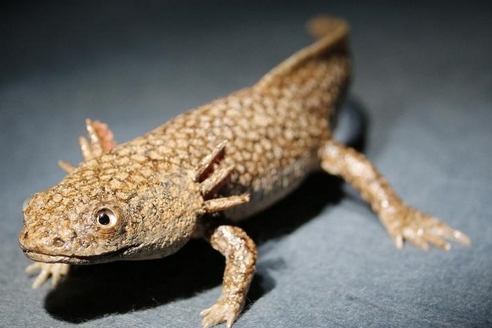 Меланерпетон