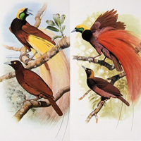 Рис. 1. Большая (Paradisaea apoda) и Реггинова (P. raggiana) райские птицы, которые, наряду с другими 258 парами близких видов, рассматриваются в обсуждаемой статье