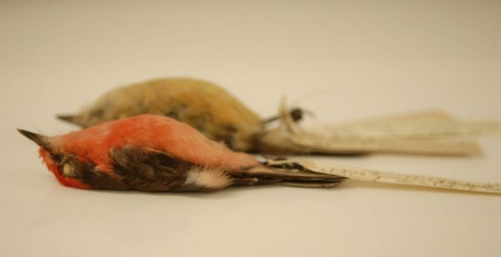 Музейные тушки сан-кристобальских мухоловов