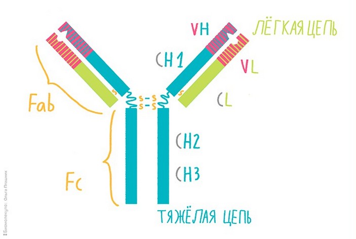Схема строения антитела