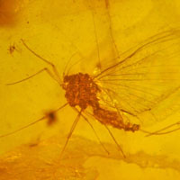 Янтарь раздора