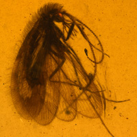 Сетчатокрылое насекомое Buratina truncata