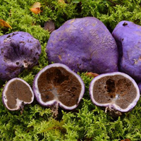 Gallacea scleroderma