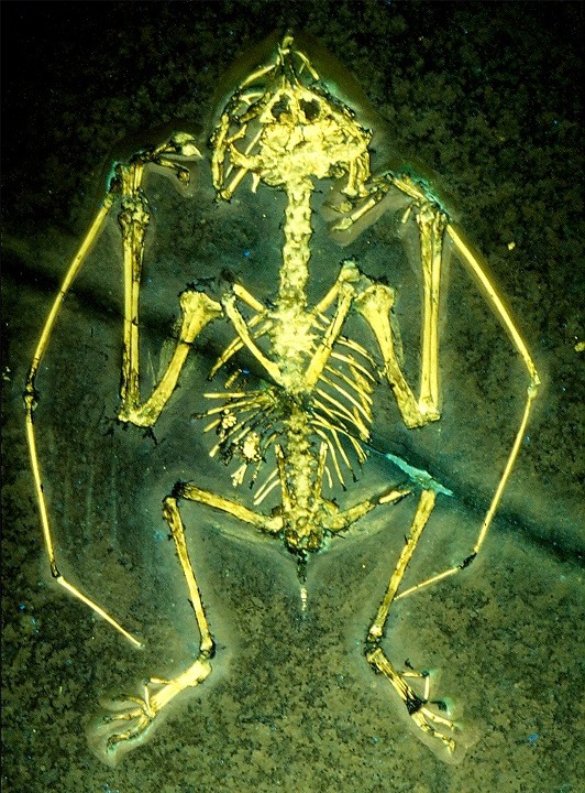 Скелет анурогната в ультрафиолете