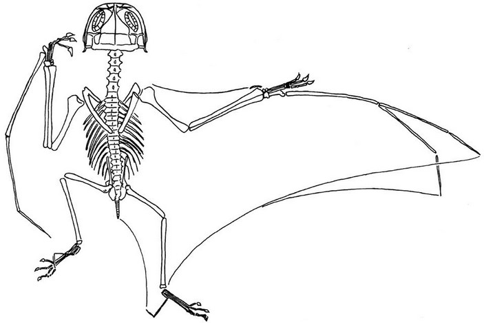 Реконструкция скелета анурогната