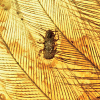 Рис. 1. Перо с девятью эктопаразитами Mesophthirus engeli