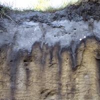 Языковатый псевдофибровый подзол