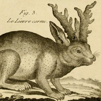 Гравюра Жака Рено Бенарса с рогатым зайцем (фрагмент), 1782 год