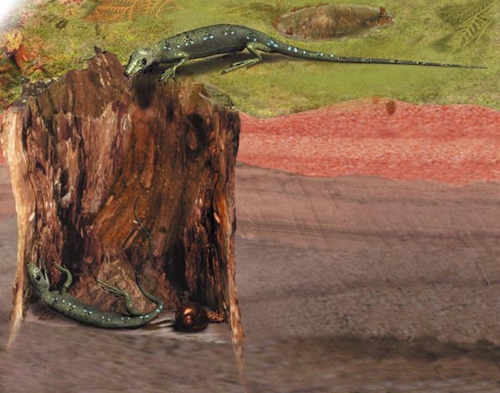 Гилономус в дупле