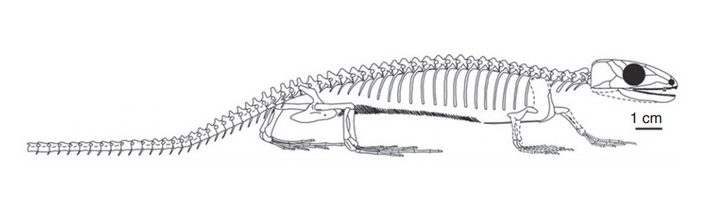 Скелет гилонома