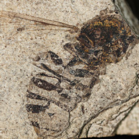 Муха-журчалка Spilomyia kvaceki