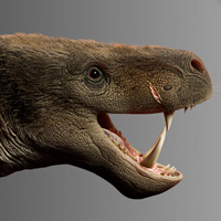 Нижние клыки труцидоцинодона (Trucidocynodon riograndensis)