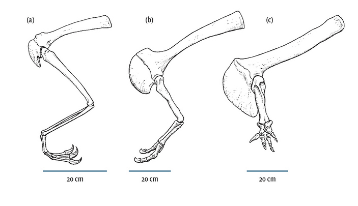 Передняя левая лапа карнотавра