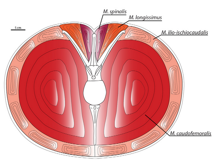 Схема разреза хвоста карнотавра