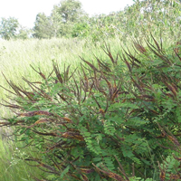 Аморфа кустарниковая (Amorpha fruticosa)