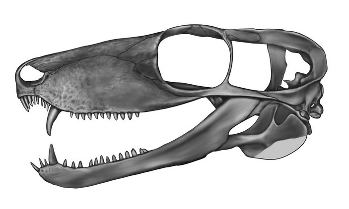 Реконструкция черепа каренита