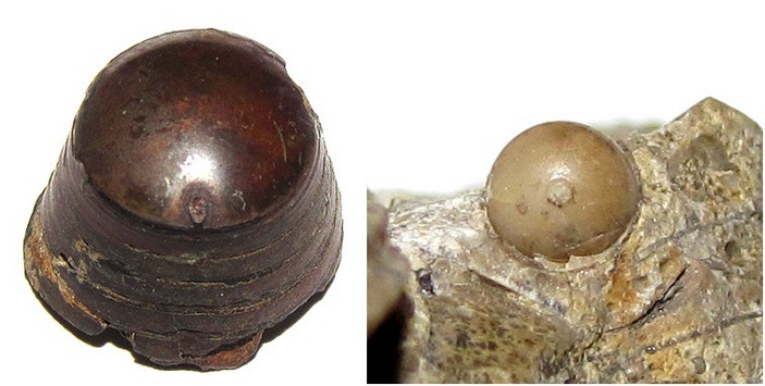 Сравнение расположения сифона у колеоидей и ортоцерид