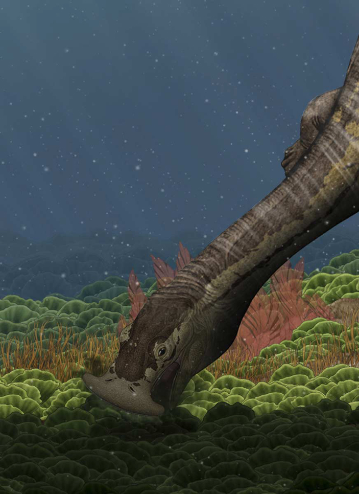 Атоподентатус кормится