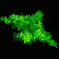 Разгадать «формулу» света