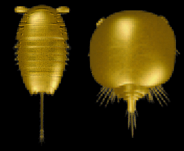 3D-модели Sarotrocercus и Henningsmoenicaris