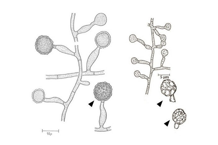 Строение гриба Thermomyces lanuginosus