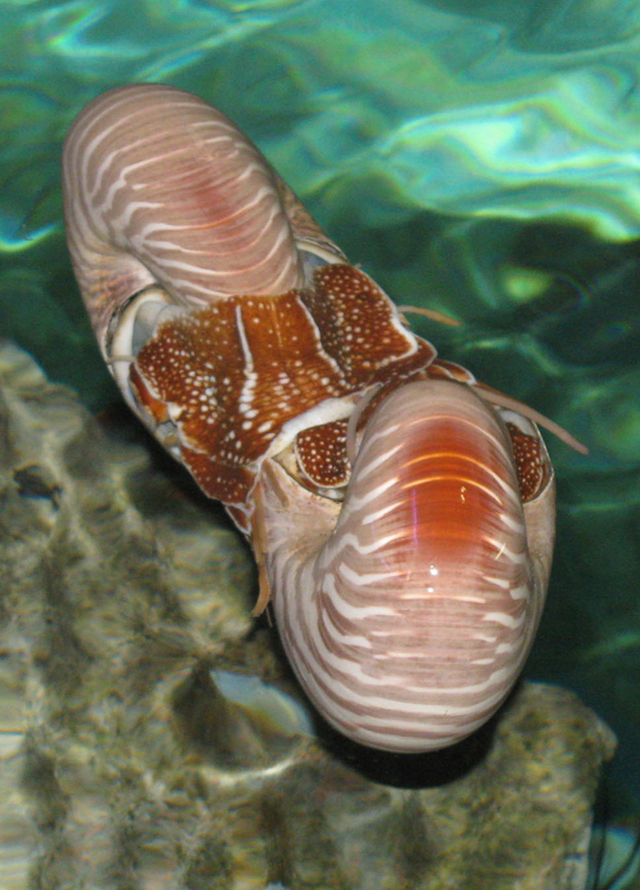 Спаривание современных наутилусов