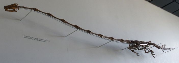 Скелет танистрофея