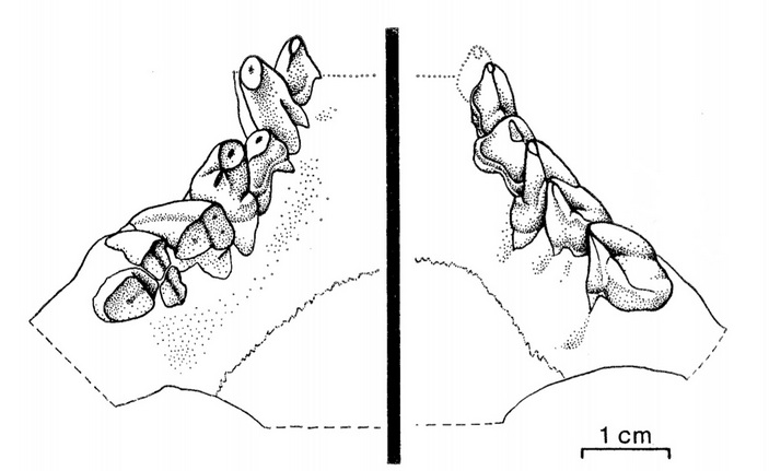 Зубы гиенодона