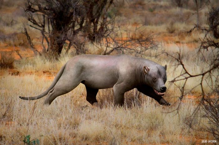 Лысый симбакубва