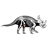 Реконструкция скелета центрозавра