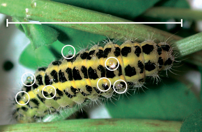 Гусеница пестрянки