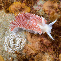 Главный герой обсуждаемой статьи — голожаберный моллюск Coryphella trophina