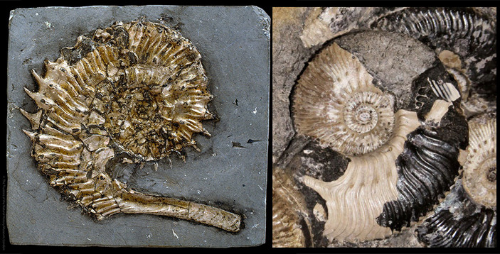 Микроконхи рода Kosmoceras