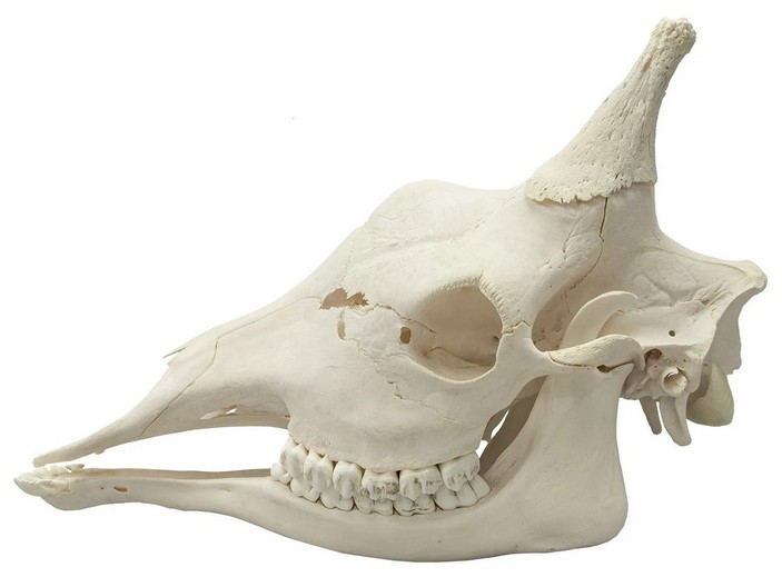 Череп жирафа