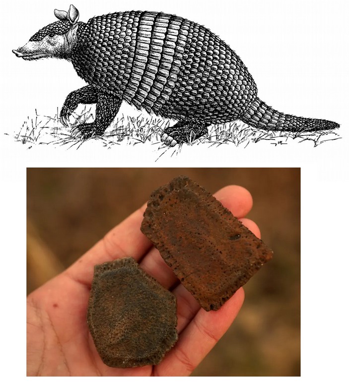 Гигантский броненосец Holmesina