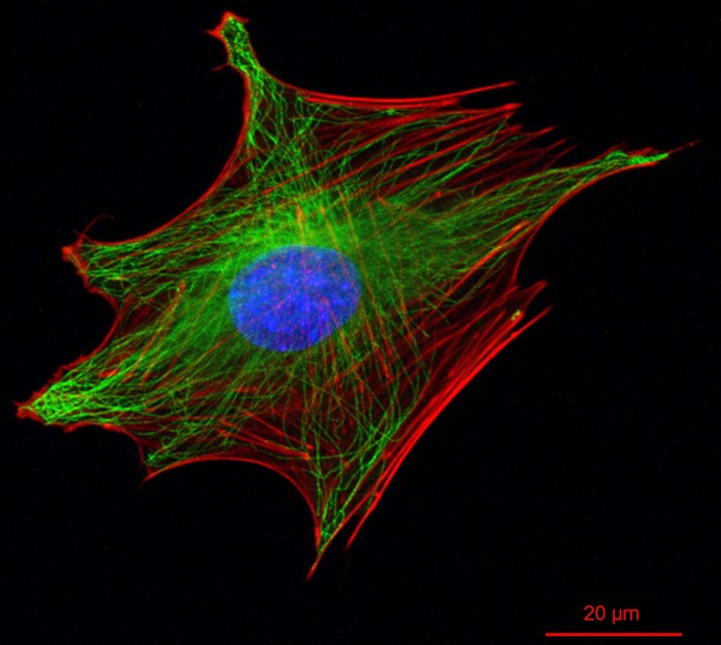 %D1%81ytoskeleton gribova 1 650 митоз флюоресценция что изображено зеленым