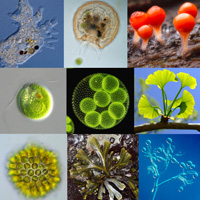 Классические супергруппы эукариот