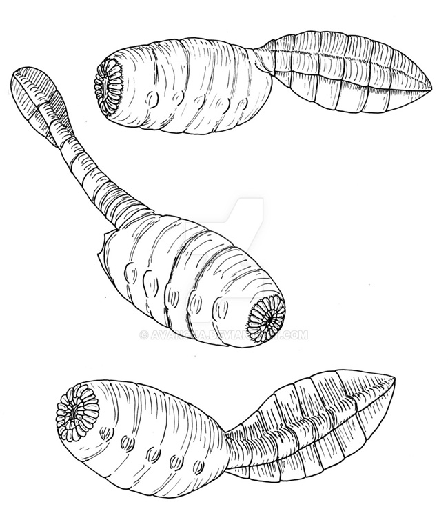 Дидазоониды