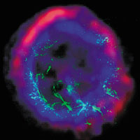 Звездные взрывы, или Рождение «новых»