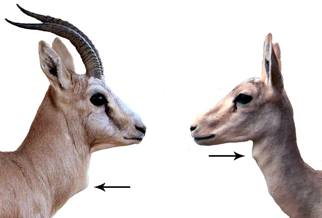 Самец и самка джейрана