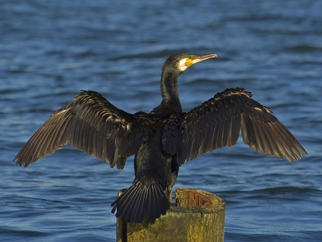 Большой баклан (Phalacrocorax carbo) сушит перья после ныряния